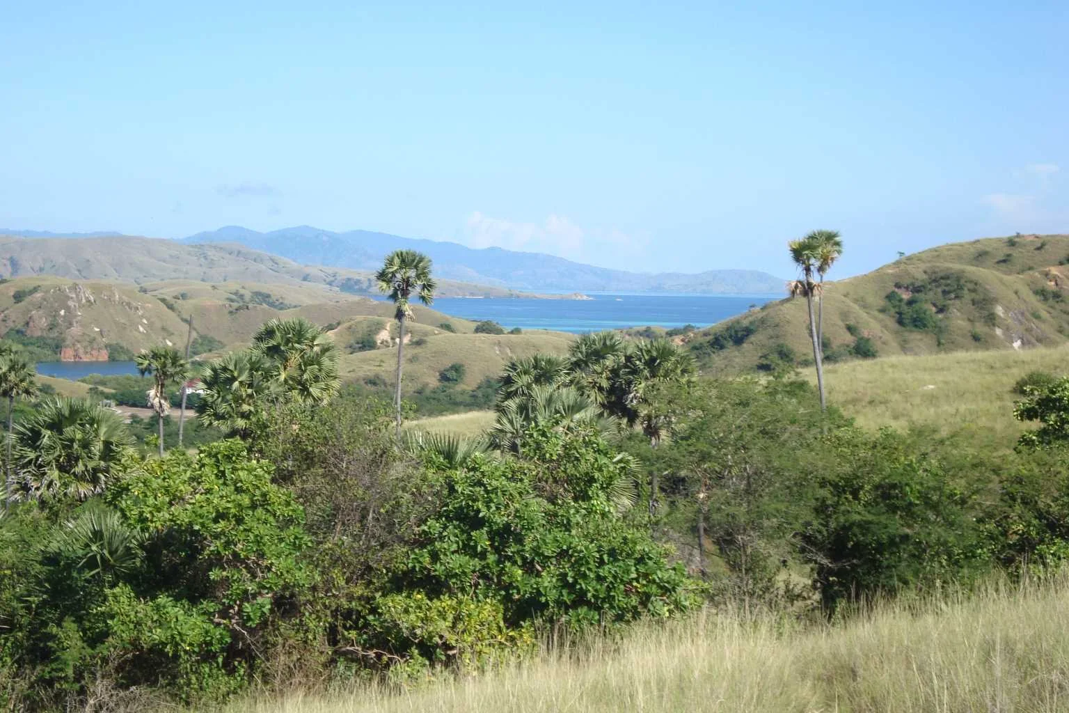 Rinca. Indonezja.