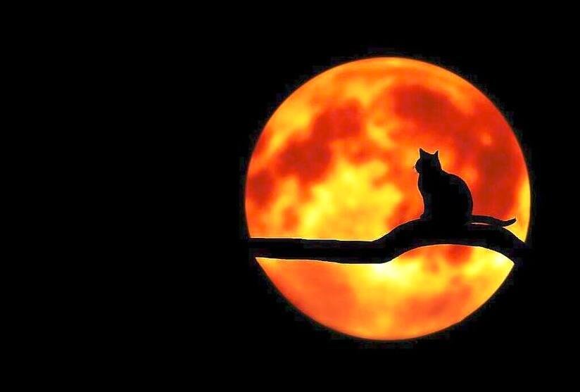 Zaćmienie Księżyca 2020: pełnia 30 listopada. Kiedy i gdzie oglądać? [FOTO]