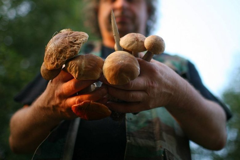 Gdzie jest najwięcej grzybów?