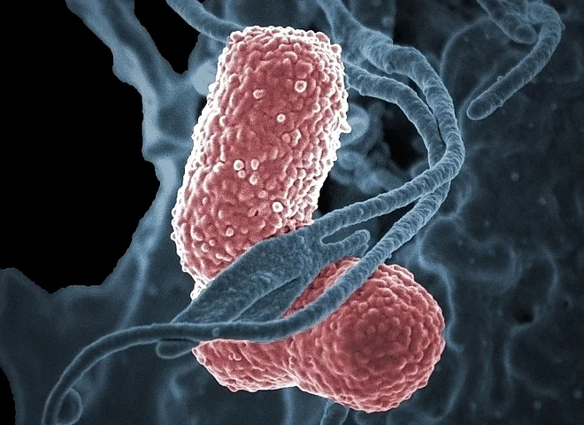 New Dehli (Klebsiella Pneumoniae) – co to jest? Groźna bakteria w Rzeszowie