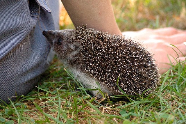 Rzuć wszystko i przytulaj jeże - kolejne ogłoszenie w stylu "praca na łonie natury" przyciąga uwagę.