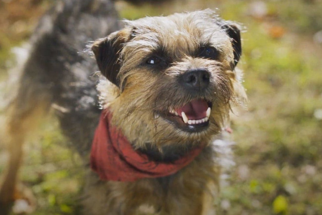 "Spuszczone ze smyczy" – trailer nowej komedii z Willem Ferrellem. [WIDEO]