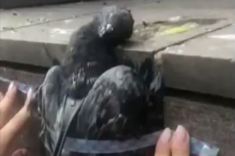 Dzieci pastwiły się nad zdechłym gołębiem.