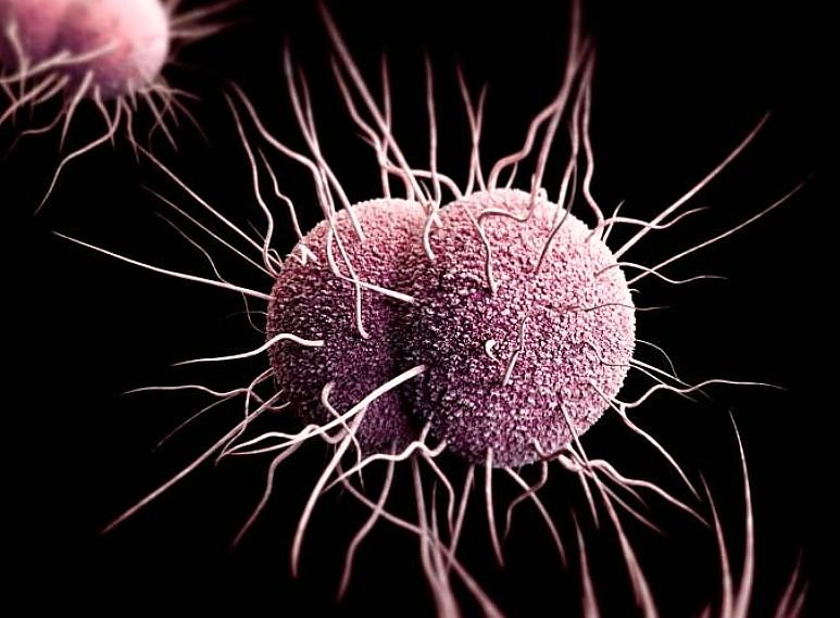 Powodująca rzeżączkę bakteria Neisseria gonorrhoeae już dawno stała się odporna na antybiotyki. W Wielkiej Brytanii w 2020 roku zanotowano najwyższy wskaźnik zachorowań w historii pomiarów. Rzeżączka – objawy, przyczyny, leczenie choroby wywoływanej antybiotykooporną bakterią Neisseria gonorhoeae. Historyczny rekord zachorowań 2020.