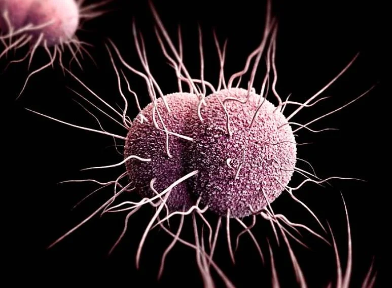 Powodująca rzeżączkę bakteria Neisseria gonorrhoeae już dawno stała się odporna na antybiotyki. W Wielkiej Brytanii w 2020 roku zanotowano najwyższy wskaźnik zachorowań w historii pomiarów. Rzeżączka – objawy, przyczyny, leczenie choroby wywoływanej antybiotykooporną bakterią Neisseria gonorhoeae. Historyczny rekord zachorowań 2020.