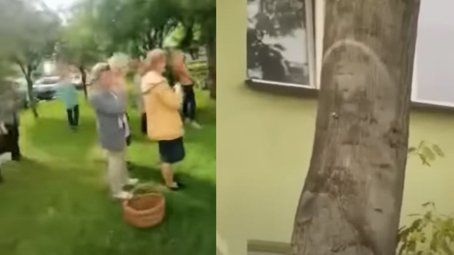 Parczew. Ruszyli pod drzewo i zaczęli się modlić. Zobaczyli Matkę Boską.