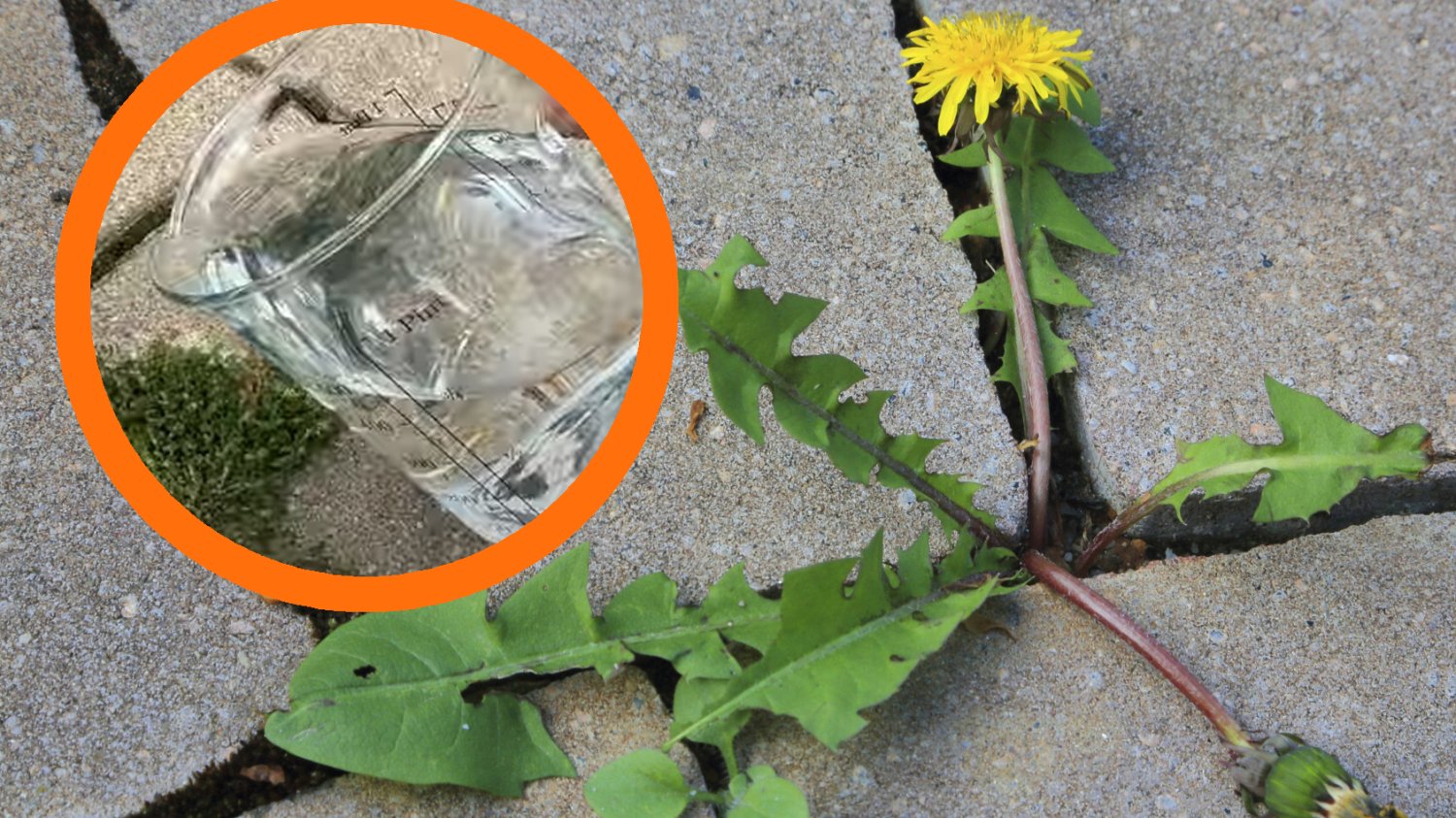 Jakie są sposoby na chwasty? Naturalne patenty na wyplenienie niechcianych roślin