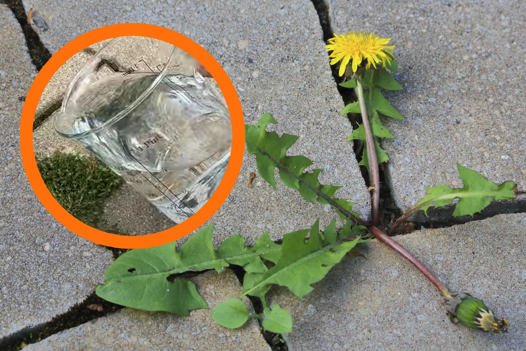 Jakie są sposoby na chwasty? Naturalne patenty na wyplenienie niechcianych roślin