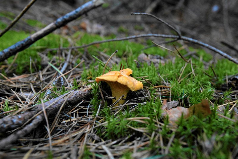 W styczniu w niektórych lasach pojawiły się kurki.