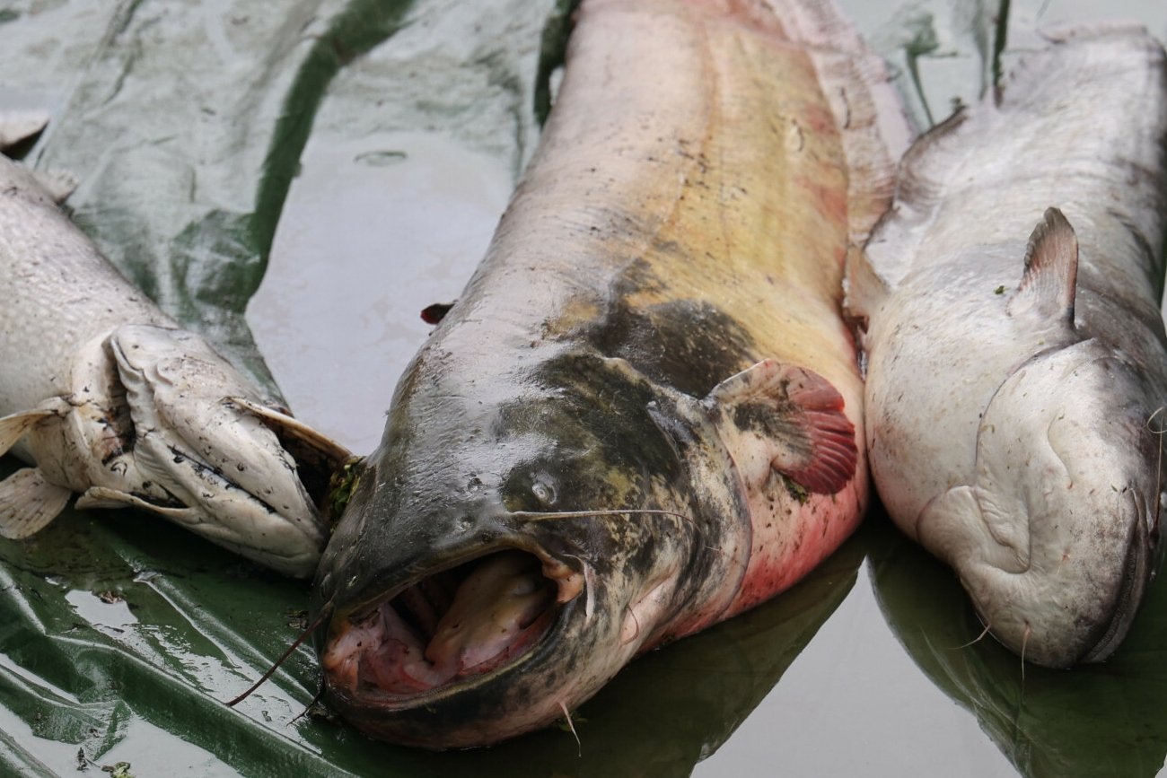 Do rzeki Iny płyną ścieki z pobliskiej oczyszczalni