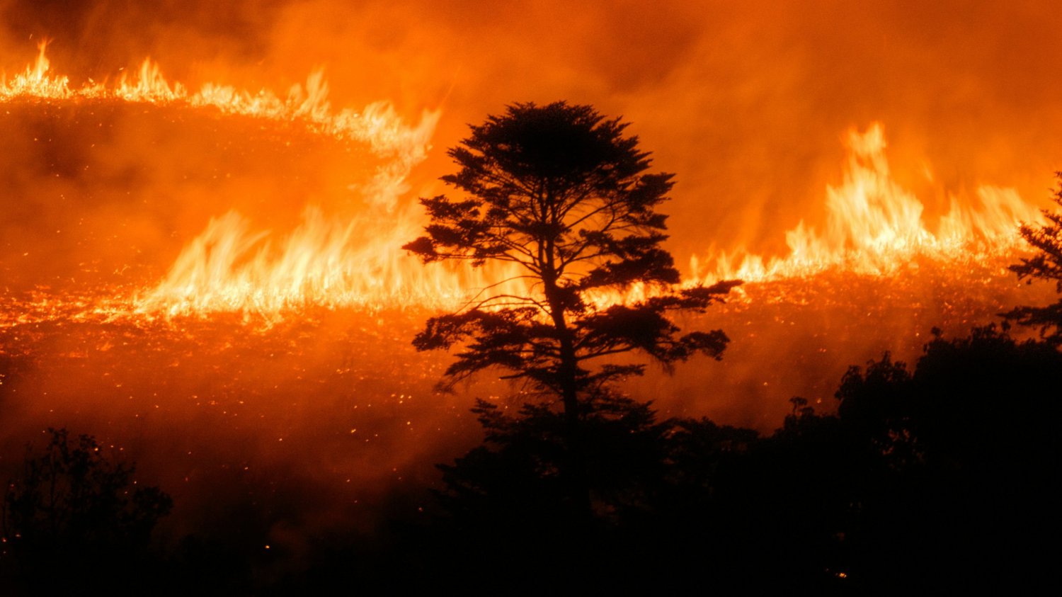ONZ alarmuje. Tegoroczne El Niño uderzy z rekordową siłą. Płonące drzewo.