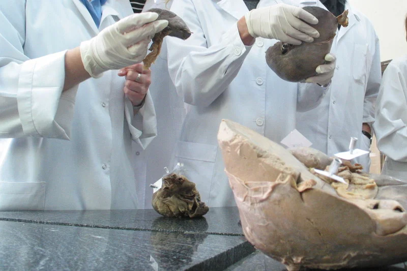 Osoby, które decydują się przekazać swoje ciało uczelniom medycznym, pomagają studentom w nauce anatomii.