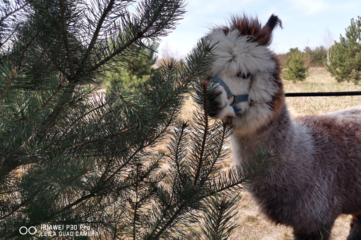 Zdjęcie wykonane smartfonem Huawei P30 Pro.