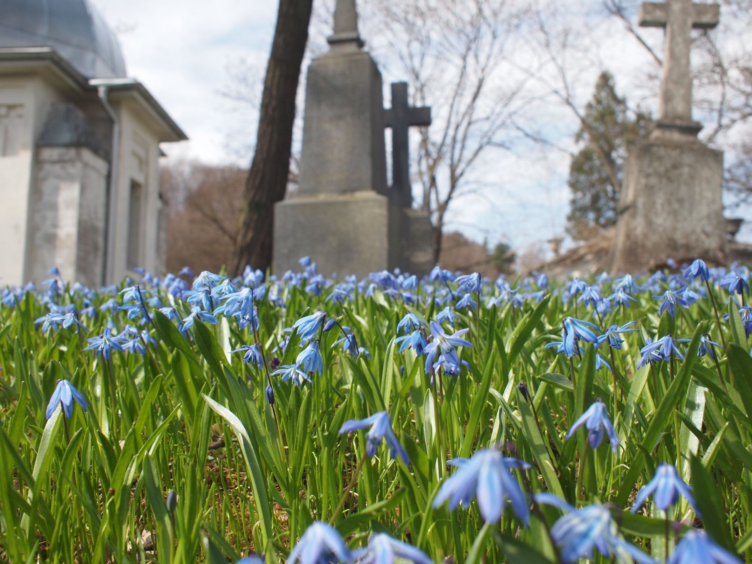 Wzgórze, na którym położony jest najpiękniejszy wileński cmentarz, obsypały wiosenne kwiaty.