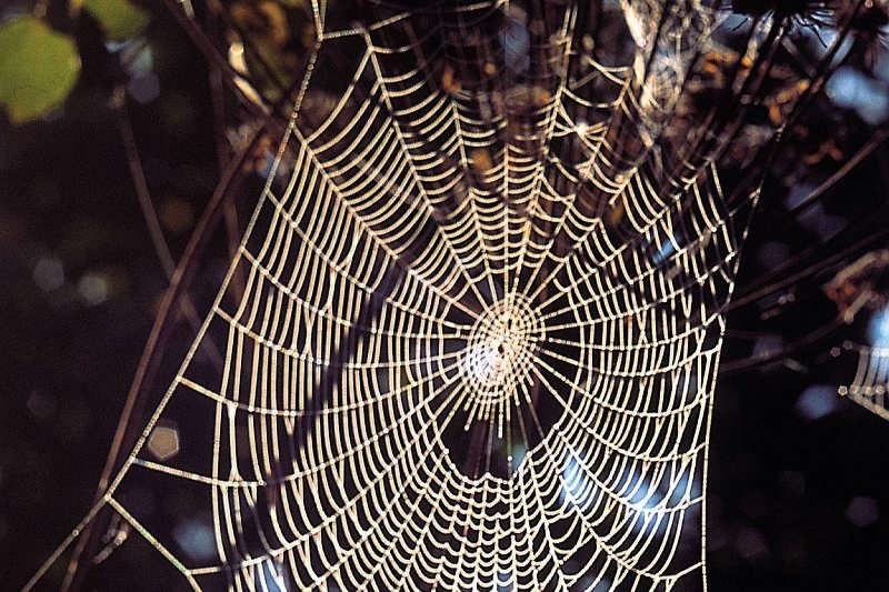 Pajęczyny powodem wycofania 800 tys. aut