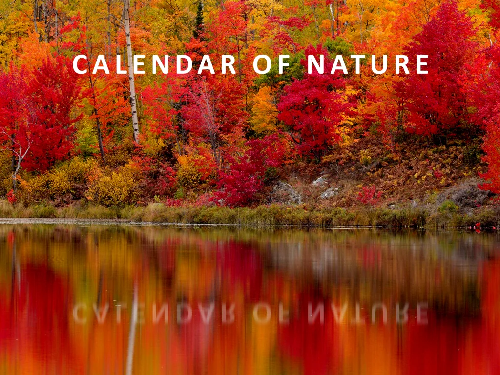 Calendar of nature