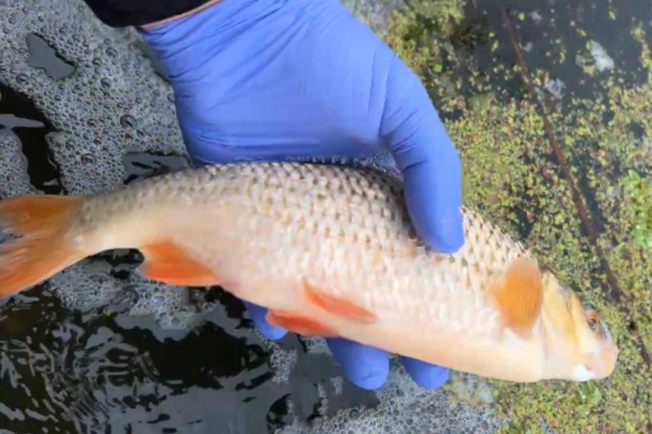W Odrze nadal są żywe ryby. Brakuje im tlenu.