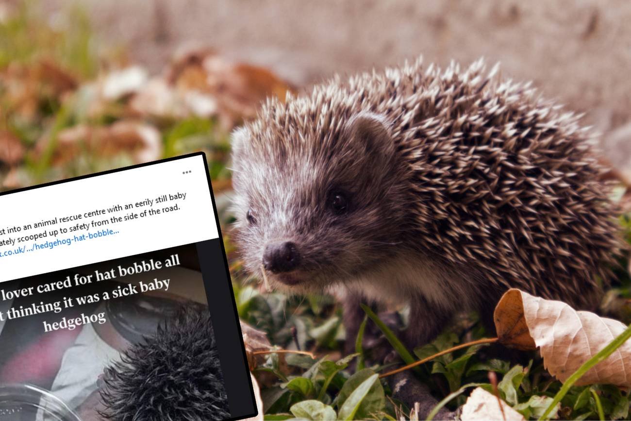 W nocy opiekowała się znalezionym jeżem. Rano wyszło, że zwierzę to pompon