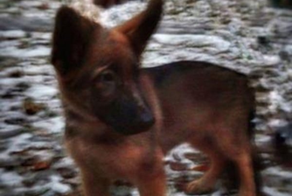 Szczeniak ma przejść policyjne szkolenie.