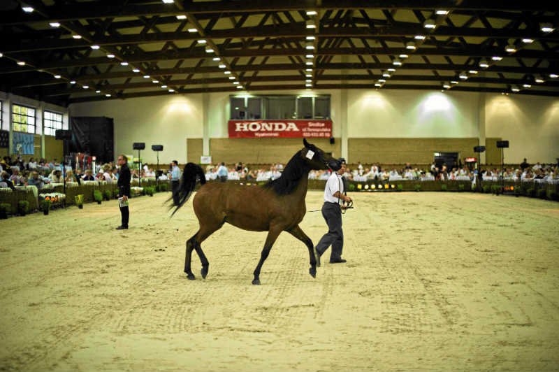 W tym roku aukcja Pride of Poland w ogóle może się nie odbyć.