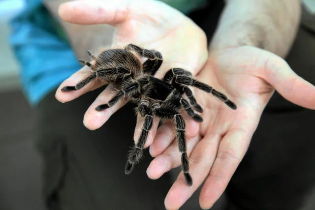 Pająki są słodkie, ale w sklepie spożywczym ich nie chcemy