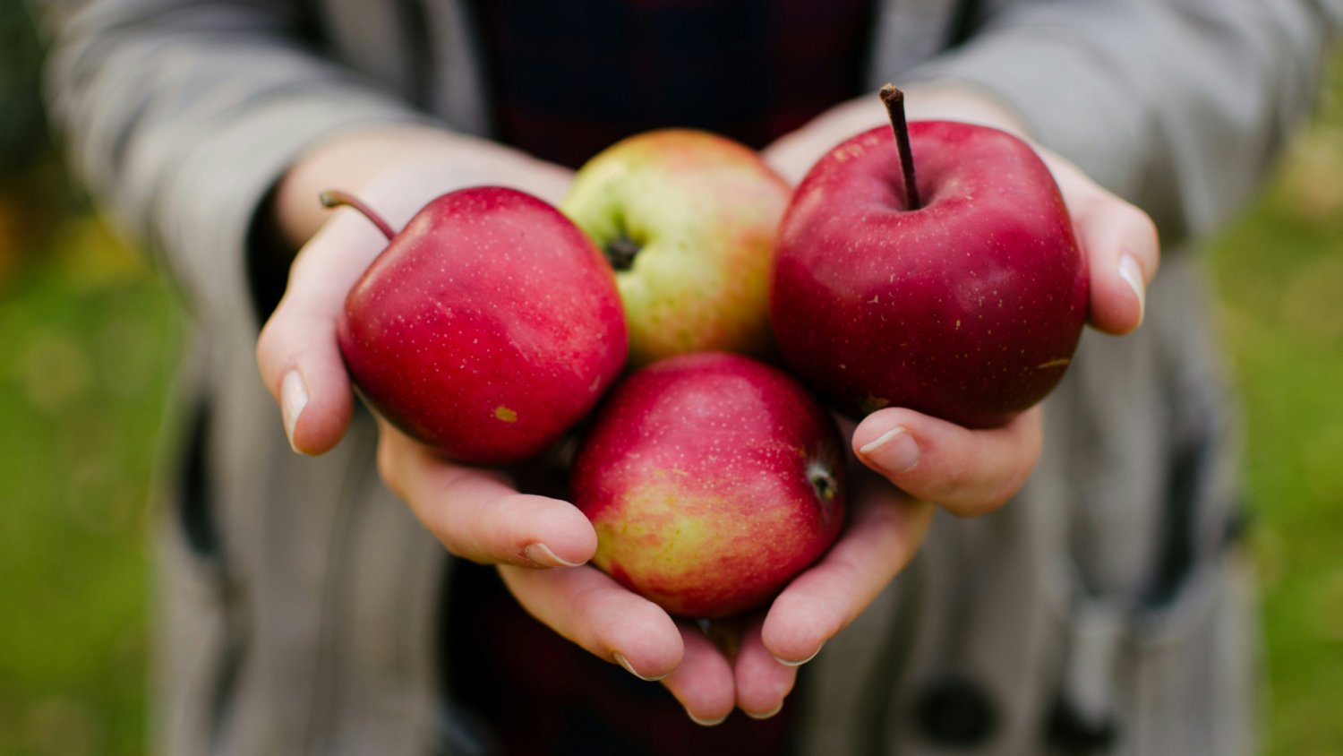 Polska chce zasypać Azję jabłkami. Jeśli się uda, sadownicy zarobią krocie