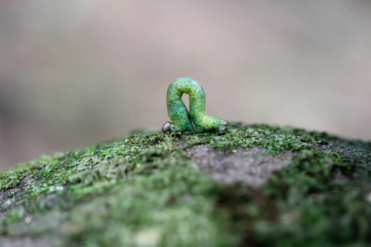 Autor: Anna Hildebrandt-Mrozek