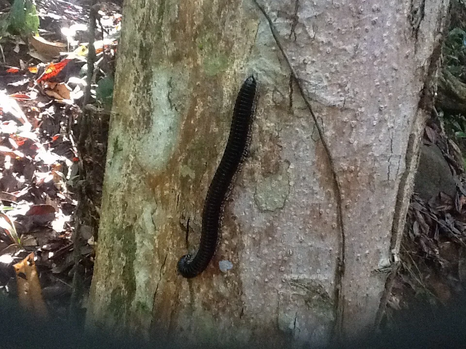 Singharaja Rainforest, Sri Lanka