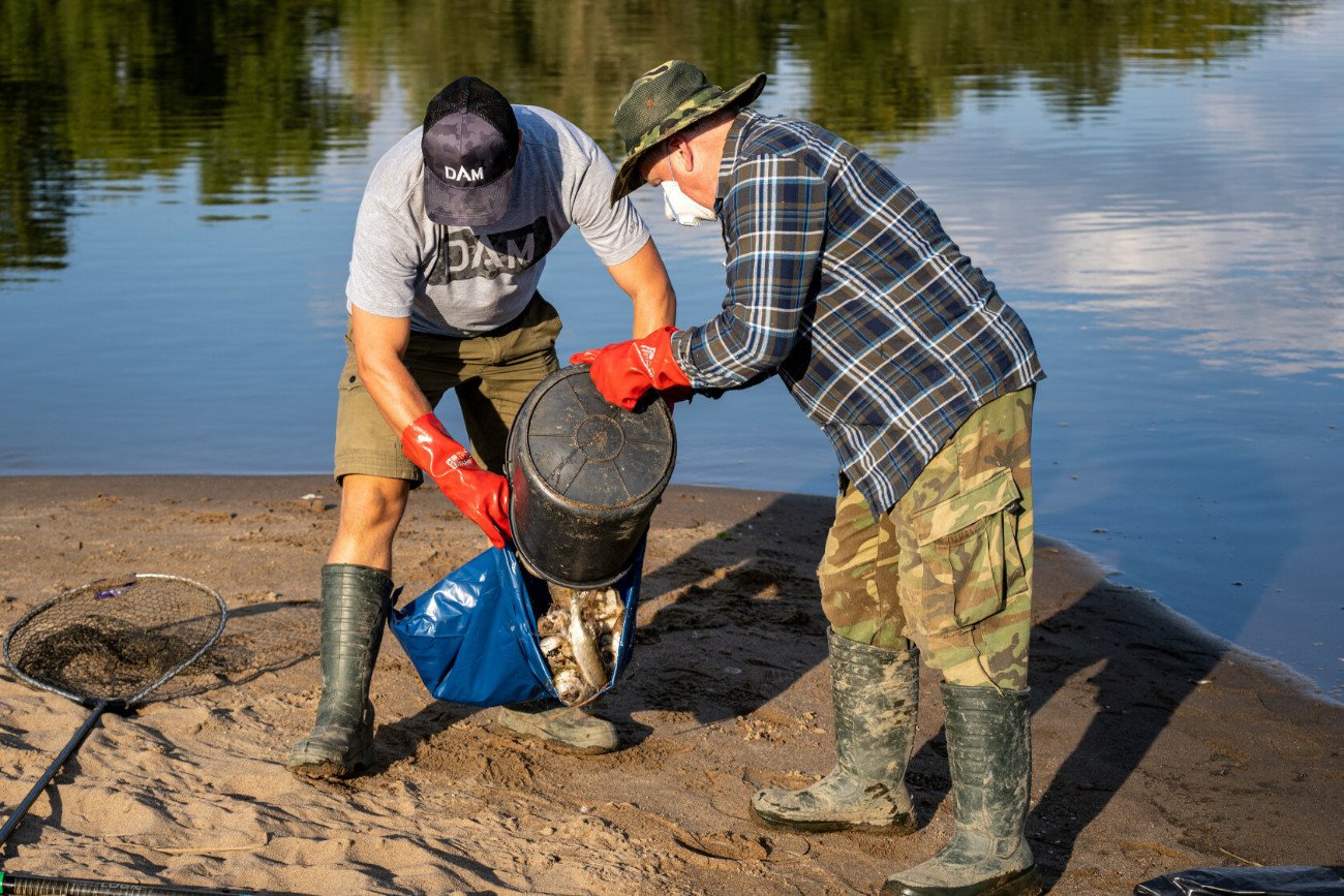 katastrofa ekologiczna na Odrze Wędkarze na własną rękę zbierają martwe ryby z zatrutej Odry w Cigacicach