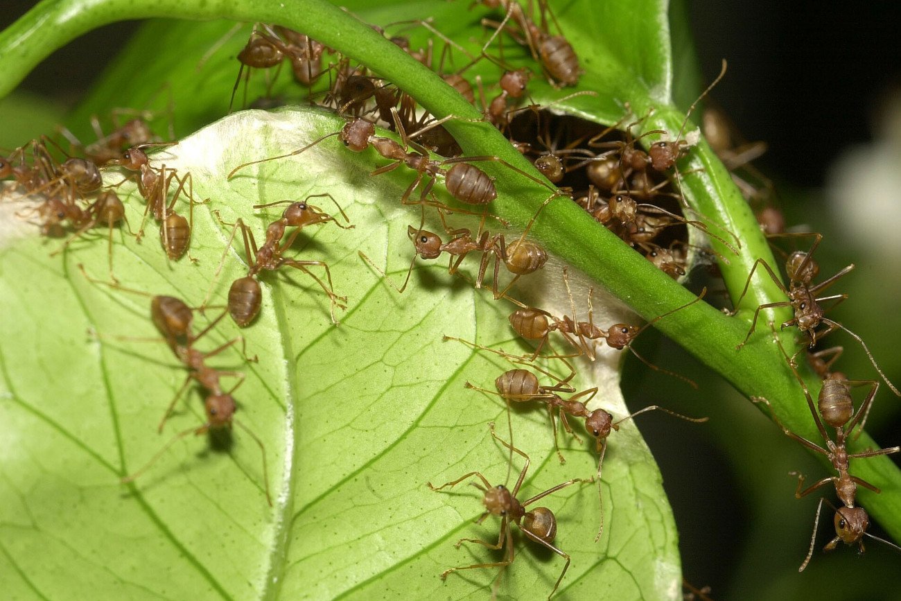 Inwazja agresywnych mrówek w Niemczech. "Są wszędzie", "Superkolonie liczą do milionów mrówek" (zdjęcie ilustracyjne)