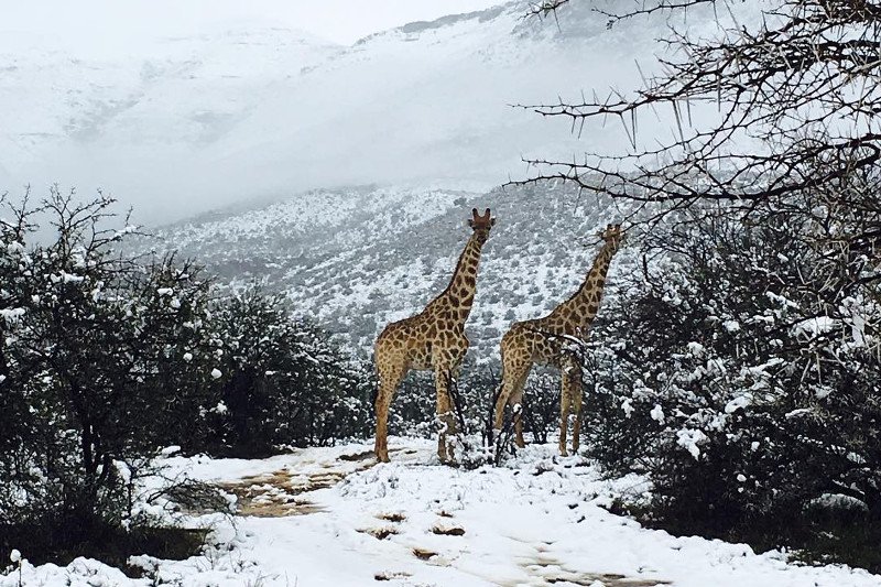 Turyści są zachwyceni opadami śniegu w RPA.