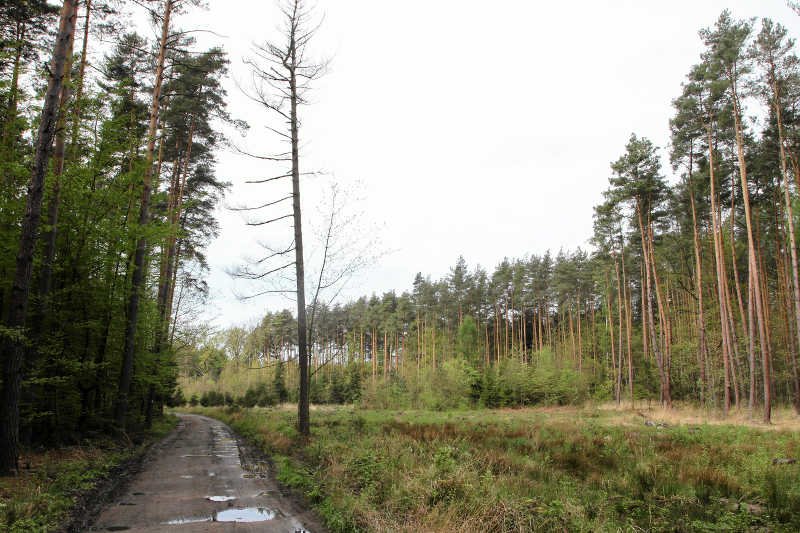 Prawicowe media ostrzegają, że Rosjanie wycinają drzewa w pobliżu polskiej granicy – to może ułatwić inwazję na Polskę.