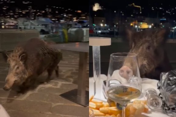 Dziki pojawiły się we włoskiej restauracji.