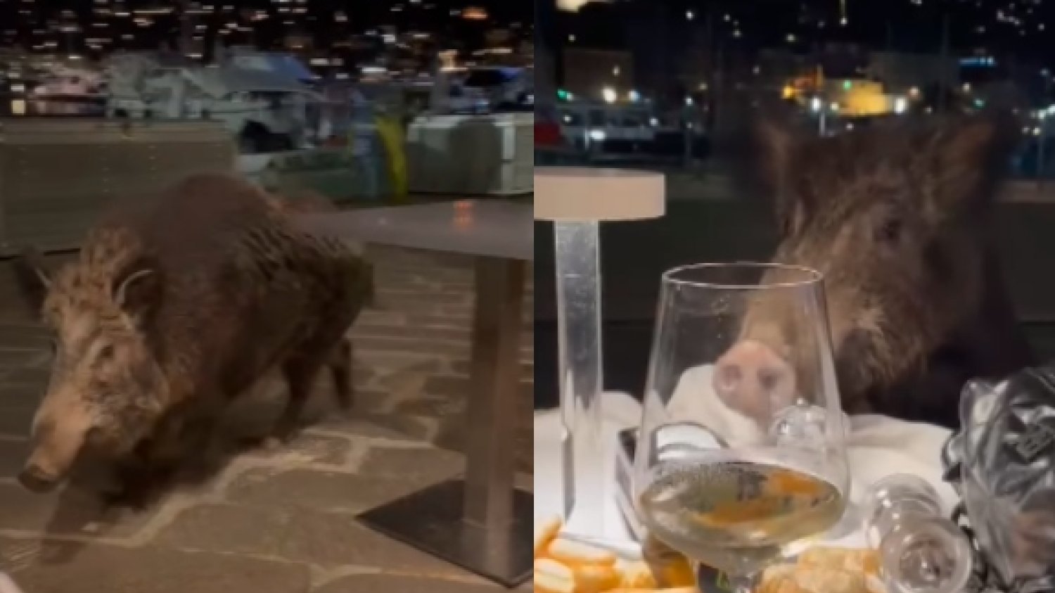 Dziki pojawiły się we włoskiej restauracji.