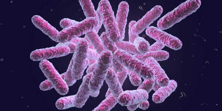 Enterobacteriacae (bakterie, które sanepid zidentyfikował w co trzeciej próbce lodów z automatu na terenie województwa zachodniopomorskiego).