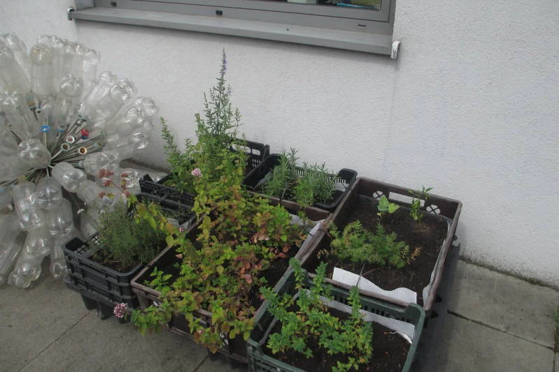 W kawiarnio-świetlicy można nie tylko napić się darmowej kawy, ale i zobaczyć super meble z recyklingu i rośliny, którymi się zajmują inicjatorzy miejsca