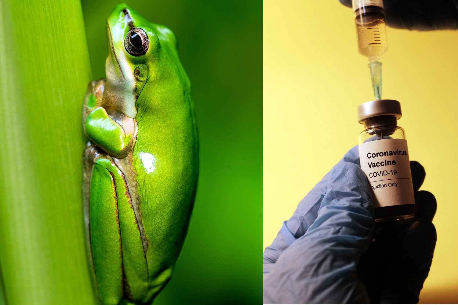 Ceremonia Kambo – poleca ją Viola Kołakowska, ale czy ma rację?