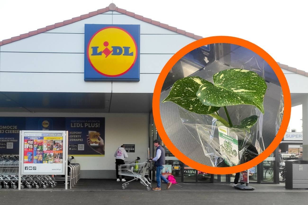 Monstera Thai Constellation w Lidlu. Teraz kupisz ją w korzystnej cenie.
