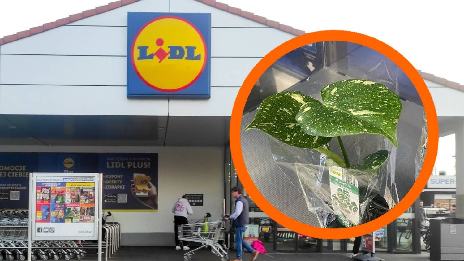 Kosztuje niezłą sumkę, a w tej sieci dostaniesz ją o wiele taniej. Miłośnicy roślin ruszą tłumnie. Monstera Thai Constellation w Lidlu. Teraz kupisz ją w korzystnej cenie.