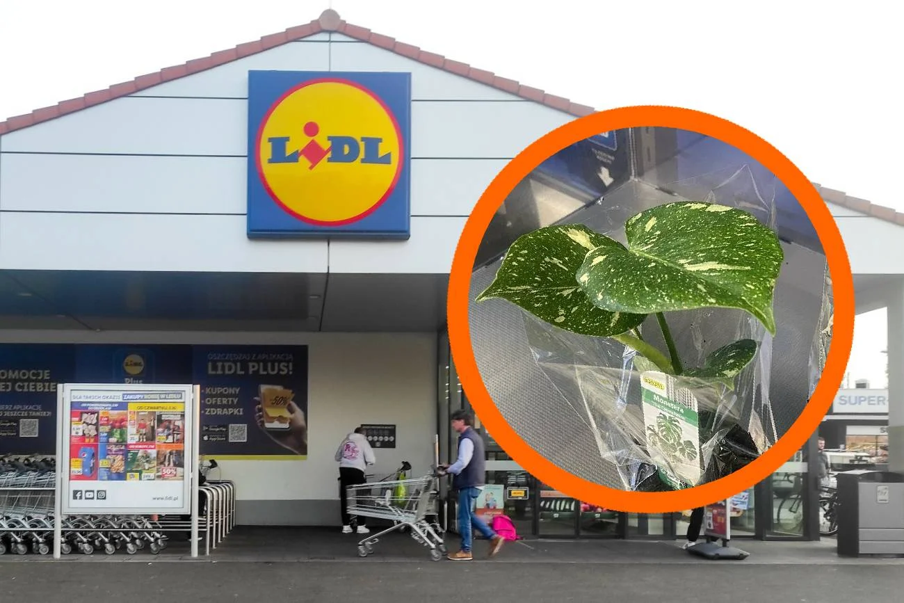 Kosztuje niezłą sumkę, a w tej sieci dostaniesz ją o wiele taniej. Miłośnicy roślin ruszą tłumnie. Monstera Thai Constellation w Lidlu. Teraz kupisz ją w korzystnej cenie.