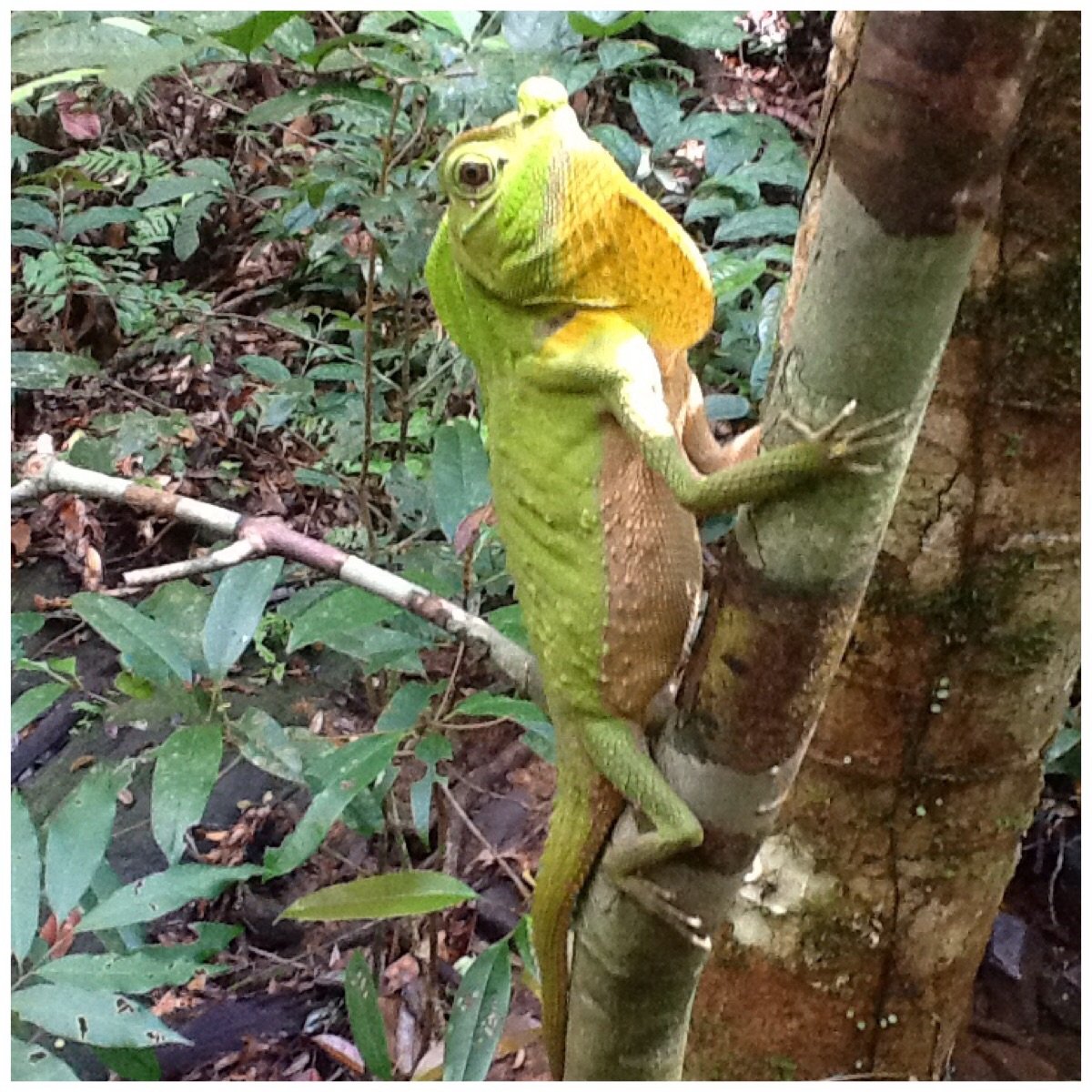 Agama zielona, Sinharaja Rarainforest, Sri Lanka