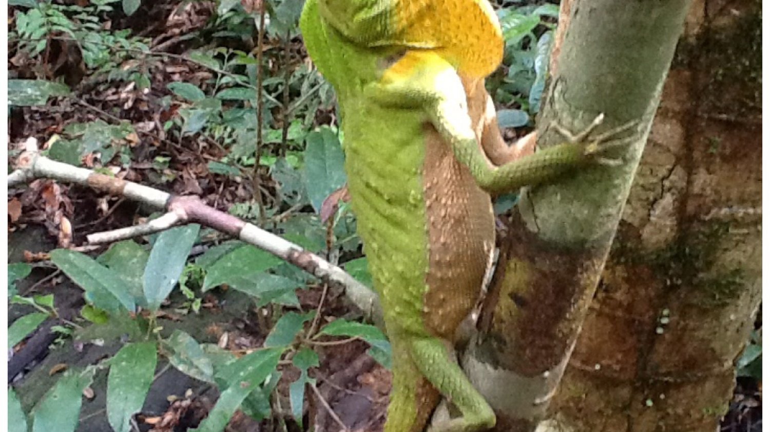 Agama zielona, Sinharaja Rarainforest, Sri Lanka