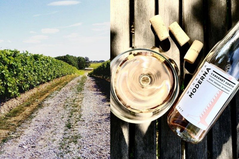 Polskie wina są na wysokim poziomie. Przodują białe, ale smaczne są również czerwone i różowe