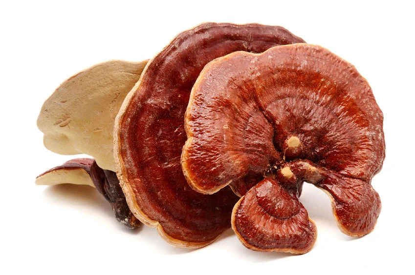Grzyby REISHI. Właściwości zdrowotne