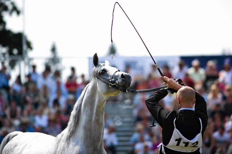 W paszy koni z Janowa znaleziono trujący antybiotyk.
