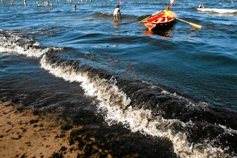 Kąpiele podczas zakwitu sinic mogą być groźne dla zdrowia.
