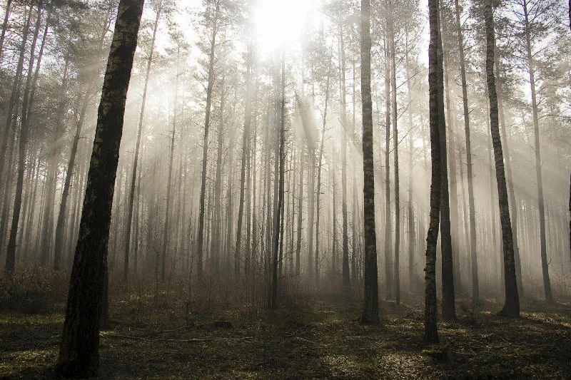 Lasy w Polsce stanowią zaledwie 30 procent powierzchni