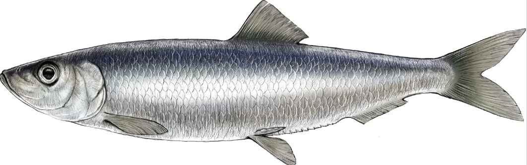 Śledź bałtycki może zniknąć z wód Bałtyku.