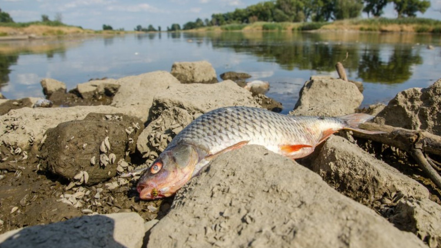 Zatruta ryba na brzegu Odry
