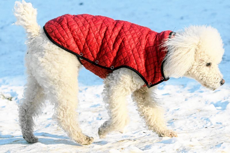 Czy pudel może być buntownikiem?
